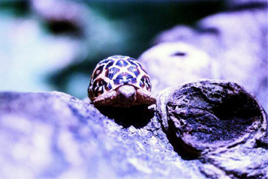 star tortoise philippines